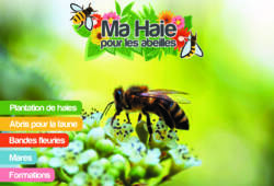 Couverture Ma haie pour les abeilles.jpg