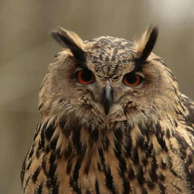 Hibou grand duc du Parc Argonne Découverte