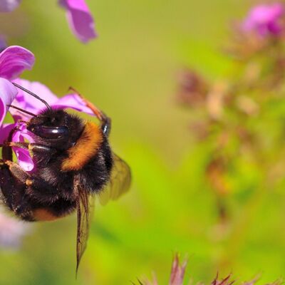 Bourdon (Hyménoptère)