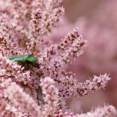 Cétoine doré (Coléoptère)