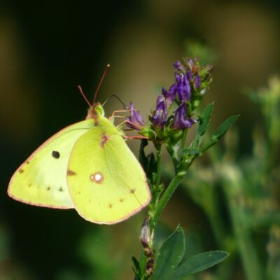 Citron (Lépidoptère)