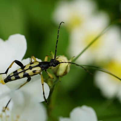 Lepture tacheté (Coléoptère)