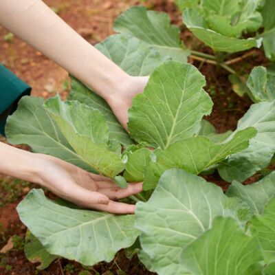 plantation de choux.jpg