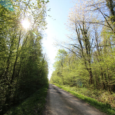 Sous-bois de Boult-aux-Bois
