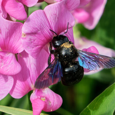 Xylocope (Hymenoptère)