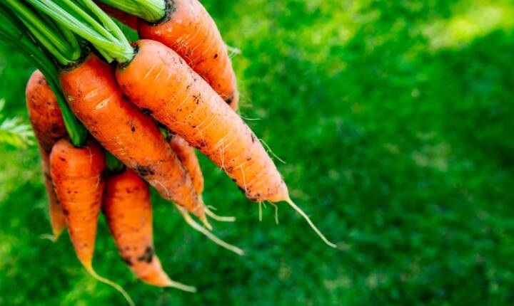 carottes reduites.jpg