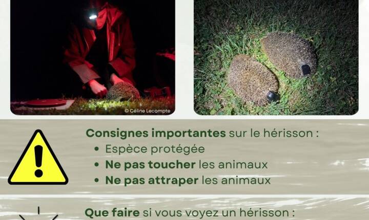 hérisson_CERFE_2.jpg