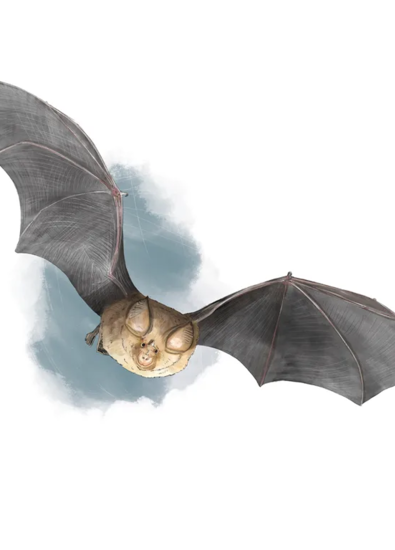 Nuit de la chauve Souris.webp