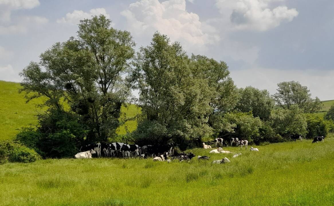 Vaches_haie©VG.jpg